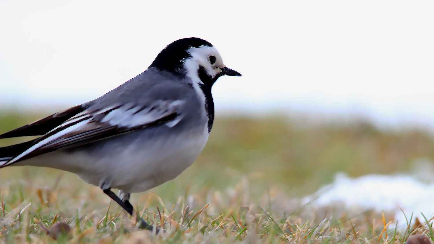 White Wagtail